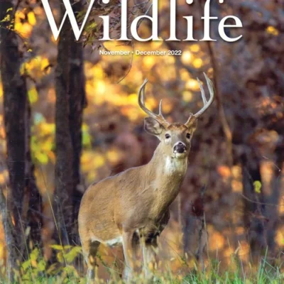 Arkansas Wildlife Magazine